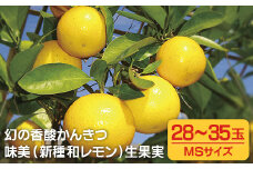 C168p 【高評価！人気】幻の香酸 かんきつ 味美 (新種 和レモン)生果実 ｜ 新鮮 レモン れもん 檸檬 柑橘 フルーツ ふるーつ 果物 くだもの 農家直送 産地直送 期間限定 国産 九州 長崎 