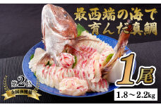 A153p 最西端の海で育んだ真鯛(まだい)