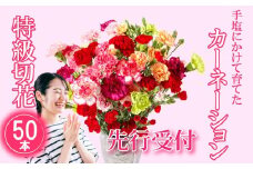 G294p 鮮度が自慢!花農家直送 カーネーション 切り花 50本【黒髪カーネーション&西九州させぼ地域商社 】花ギフト 新鮮 カーネーション 母の日 プレゼント