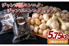 C236p ジャンボ黒ニンニク･ジャンボニンニクセット