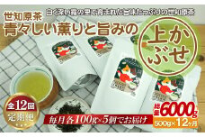 C245p 世知原茶 青々しい薫りと旨みの上かぶせ【12回定期便】