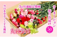 G501p 【毎月定期便(全3回)】カーネーション産地直送 生花 切花50本  【黒髪カーネーション&西九州させぼ地域商社】 花ギフト 新鮮 カーネーション 母の日 プレゼント