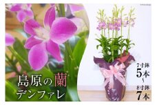 AA063日常に南国の彩りを添える　島原の”蘭”　デンファレ