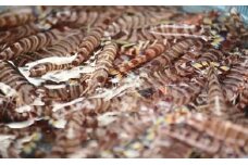 AA065 味に自信あり 天然クルマエビセット [海老 エビ えび クルマエビ くるまえび セット 天然 長崎県 島原市]