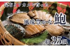 AA060たっぷりの海藻ミネラルで育てた　島原のアワビ