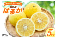 AD020 森崎果樹園自慢の『 はるか 』5kg [みかん ミカン 5キロ 果物 森崎果樹園 長崎県 島原市]