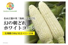 AE277 6月中旬から出荷！「幻の朝どれホワイトコーン！」2L以上×11～13本セット ～名水百選の里 島原産～