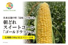 AE279 5月中旬から出荷！「朝どれスイートコーン！」2L×11～13本セット ～名水百選の里 島原産～