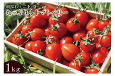 AF015 朝採れミニトマト トマトベリー たっぷり！1kg [トマト ミニトマト 1キロ 山口農園 長崎県 島原市]