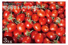 BF016 朝採れミニトマト トマトベリー どっさり！3kg [トマト ミニトマト 3キロ 山口農園 長崎県 島原市]