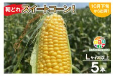 BF110 10月下旬から出荷！「朝どれスイートコーン！」Lサイズ以上×5本セット【全国的にも珍しい秋季出荷】