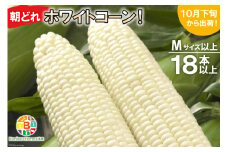 BF112 10月下旬から出荷！「幻の朝どれホワイトコーン！」Mサイズ以上×18本以上【全国的にも珍しい秋季出荷】