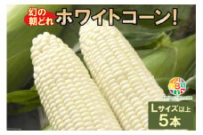 BF113 10月下旬から出荷！「幻の朝どれホワイトコーン！」Lサイズ以上×5本セット【全国的にも珍しい秋季出荷】