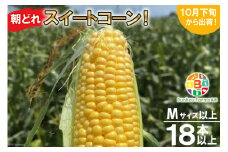 BF109 10月下旬から出荷！「朝どれスイートコーン！」Mサイズ以上×18本以上【全国的にも珍しい秋季出荷】