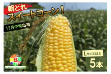 AF159　12月17日から出荷！「朝どれスイートコーン！」 Lサイズ以上×5本セット【クリスマス とうもろこし】