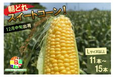 AF160　12月17日から出荷！「朝どれスイートコーン！」Lサイズ以上×11～15本セット【クリスマス とうもろこし】
