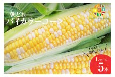AG033　【令和8年度出荷分】5月から出荷！「朝どれバイカラーコーン！」L×5本セット [ Bunkou Farms 島原 合同会社 長崎県 島原市 AG033 ]