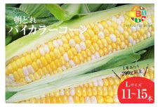 AG034　【令和8年度出荷分】5月下旬から出荷！「朝どれバイカラーコーン！」L×11～15本セット [ Bunkou Farms 島原 合同会社 長崎県 島原市 AG034 ]
