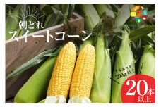 AG035　5月から出荷！「朝どれスイートコーン！」200g以上×20本以上