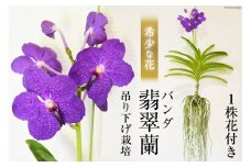 AG051希少な花　心躍る「華やかな恋」の予感　翡翠蘭（バンダ）　１株花付き