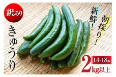 AG064【令和7年度出荷分】【訳あり】新鮮 朝採りきゅうり 2kg以上