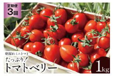 AG140【3回定期便】朝採れミニトマト トマトベリー たっぷり！1kg [トマト ミニトマト 1キロ 定期便 山口農園 長崎県 島原市]