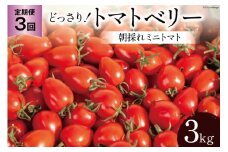 BG141【3回定期便】朝採れミニトマト トマトベリー どっさり！3kg [トマト ミニトマト 3キロ 定期便 山口農園 長崎県 島原市]