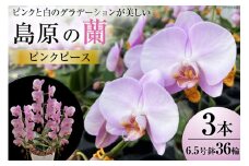 AG143ピンクと白のグラデーションが美しい　島原の”蘭”ピンクピース　3本立6.5号鉢36輪