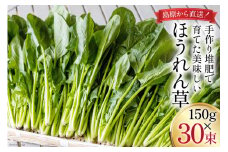 CH011 ほうれん草 150g×30束[ホウレンソウ 野菜]