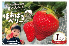 AI377 【2025年12月発送開始】いちご ほおばるベリー 約 1kg 250g 4パック [ 苺 イチゴ 1キロ 甘い おいしい あまい フルーツ 果物 出田農円 長崎県 島原市]