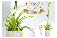 AI176 鉢植えで飾る チランジア フレクスオーサ  [ 観葉植物 インテリア エアープランツ エアプランツ 鉢植え 植物 ガーデン グリーン おしゃれ 北尾洋蘭園 長崎県 島原市 ]