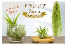 AI177 チランジア 3種 セット [ 観葉植物 インテリア エアープランツ エアプランツ フレクスオーサ イオナンタ スパニッシュモス お試し 植物 ガーデン グリーン 北尾洋蘭園 長崎県 島原市 ]
