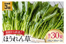 AI323 定期便 3回 ほうれん草 10束 [ 野菜 ホウレン草 やさい ホウレンソウ 冷蔵 葉物野菜 田中農園 長崎県 島原市 ]