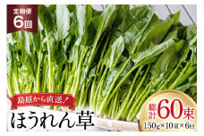 AI324 定期便 6回 ほうれん草 10束 [ 野菜 ホウレン草 やさい ホウレンソウ 冷蔵 葉物野菜 田中農園 長崎県 島原市 ]