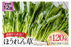 AI325 定期便 12回 ほうれん草 10束 [ 野菜 ホウレン草 やさい ホウレンソウ 冷蔵 葉物野菜 田中農園 長崎県 島原市 ]