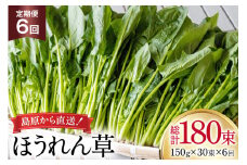 AI327 定期便 6回 ほうれん草 30束 [ 野菜 ホウレン草 やさい ホウレンソウ 冷蔵 葉物野菜 田中農園 長崎県 島原市 ]