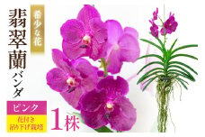 AI179 希少な花 心躍る「華やかな恋」の予感 翡翠蘭(バンダ)1株 花付き ピンク [ 植物 花 ガーデン 希少 インテリア かわいい 個性的 北尾洋蘭園 長崎県 島原市 ]