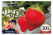AJ437 【2025年12月発送開始】 いちご ほおばるベリー 約 500g ( 250g 2パック ) [ 苺 イチゴ 500g 甘い あまい おいしい ブランド フルーツ 果物 出田農円 長崎県 島原市 ]