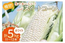 AI206【令和8年度出荷分】とうもろこし スイートコーン ホワイト 2L~3Lサイズ 11本~12本 計5kg [ トウモロコシ コーン ホワイトコーン 野菜 5キロ さかいさんち SAKAI FARM 長崎県 島原市 ]