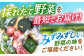 諫早のんのこ彩菜 詰め合わせ 10～12品目 季節 旬 野菜 やさい 春野菜 夏野菜 秋野菜