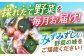 諫早産 野菜 詰め合わせ 8〜9品目程度 定期便 季節 旬 やさい 春野菜 夏野菜
