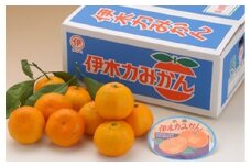 伊木力みかん10kg（早生）/ みかん ミカン 蜜柑 フルーツ 果物 / 諫早市 / 諫早観光物産　コンベンション協会 [AHAB040]