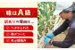 訳あり 訳アリ ミニトマト プチトマト トマト とまと 野菜 やさい リコピン 長崎県産
