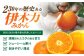 伊木力みかん 大玉 10kg みかん ミカン 蜜柑 柑橘 フルーツ 果物