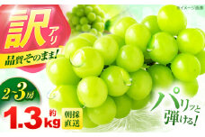 【訳あり・ご家庭用】シャインマスカット 約1.3kg(2～3房) / フルーツ 果物 ぶどう マスカット シャインマスカット しゃいんますかっと 訳あり 訳アリ  わけあり ワケアリ / 諫早市 / 肥前グローカル株式会社 [AHDI007]