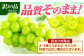 朝採れ直送！皮ごとパリッと食べられるシャインマスカット