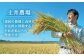 最高ランク 特A 受賞 循環農法米 にこまる 5kg