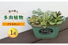 多肉植物の寄せ植え / 多肉植物 おしゃれ ブリキ ポット インテリア / 大村市 / アトリウム琴花園[ACZZ001]