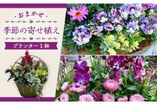 おまかせ 季節の寄せ植え プランター 1鉢 /  観葉植物 鉢植え 鉢 植物 花 フラワー 旬 育てやすい 寄せ植え おしゃれ インテリア プランター / 大村市 /アトリウム琴花園[ACZZ008]