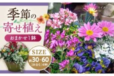 おまかせ 季節の寄せ植え プランター 1鉢 /  観葉植物 鉢植え 鉢 植物 花 フラワー 旬 育てやすい 寄せ植え おしゃれ インテリア プランター / 大村市 /アトリウム琴花園[ACZZ008]
